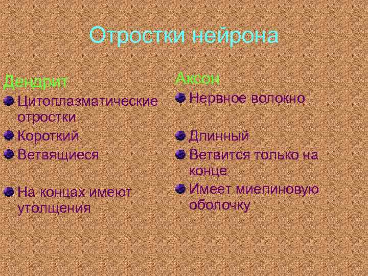 Отростки нейрона Дендрит Цитоплазматические отростки Короткий Ветвящиеся На концах имеют утолщения Аксон Нервное волокно