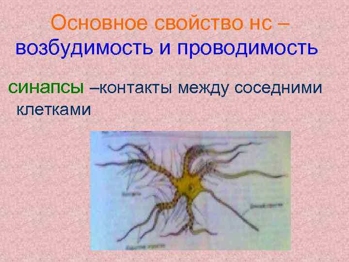 Основное свойство нс – возбудимость и проводимость синапсы –контакты между соседними клетками 