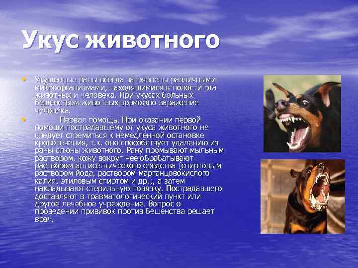 Укус животного • Укушенные раны всегда загрязнены различными • микроорганизмами, находящимися в полости рта