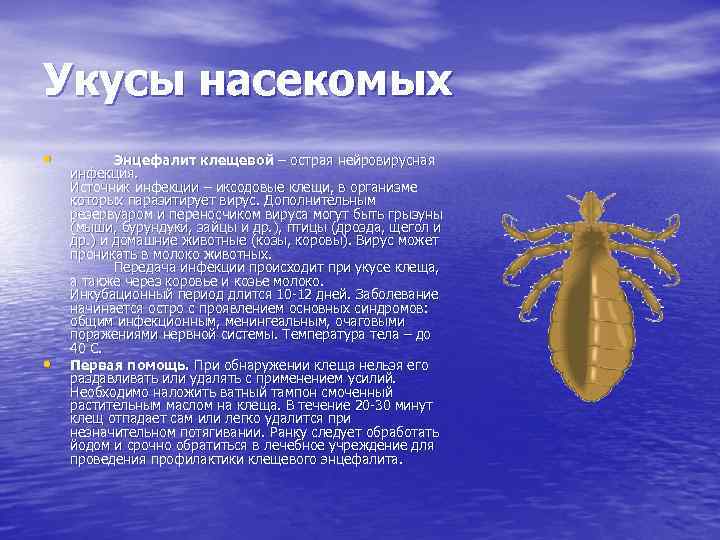 Укусы насекомых • • Энцефалит клещевой – острая нейровирусная инфекция. Источник инфекции – иксодовые