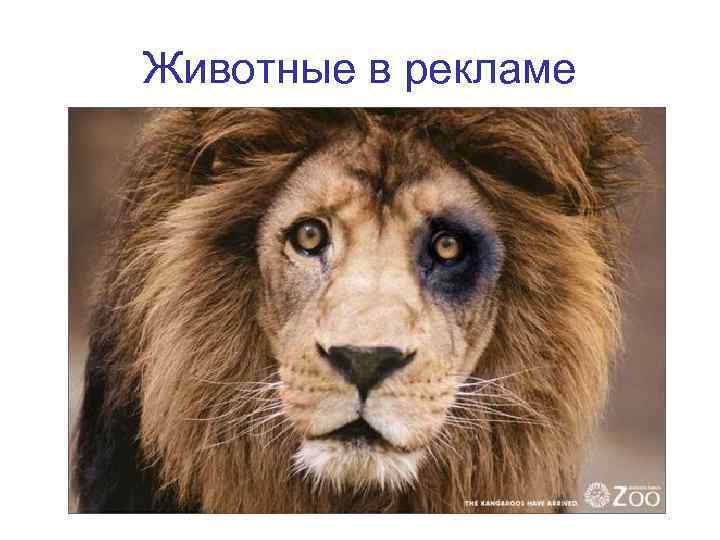 Животные в рекламе 