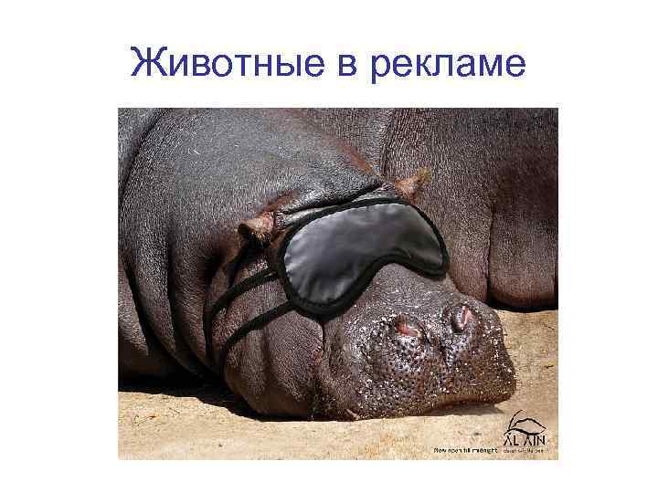 Животные в рекламе 