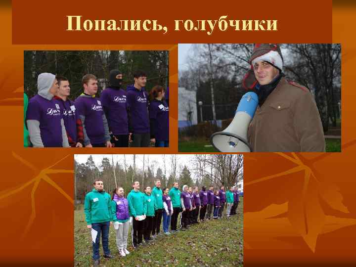 Попались, голубчики 