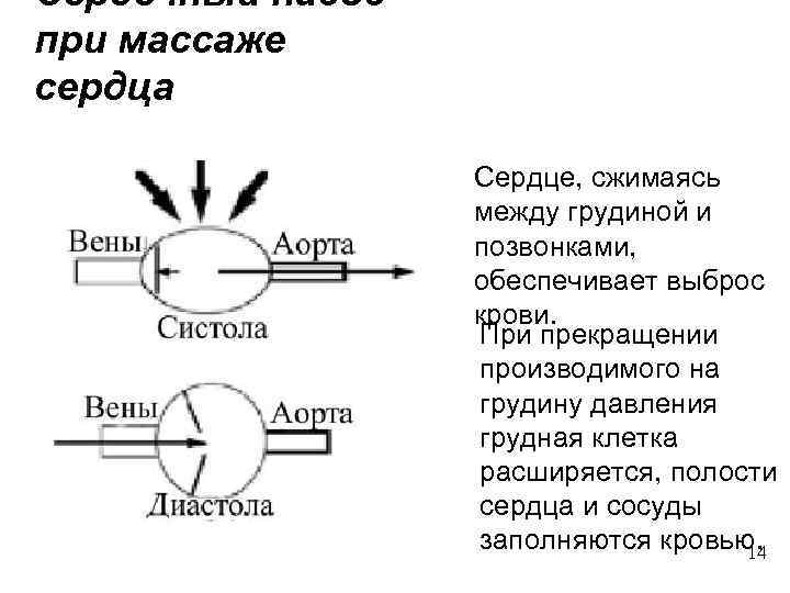 Сердечный насос при массаже сердца Сердце, сжимаясь между грудиной и позвонками, обеспечивает выброс крови.