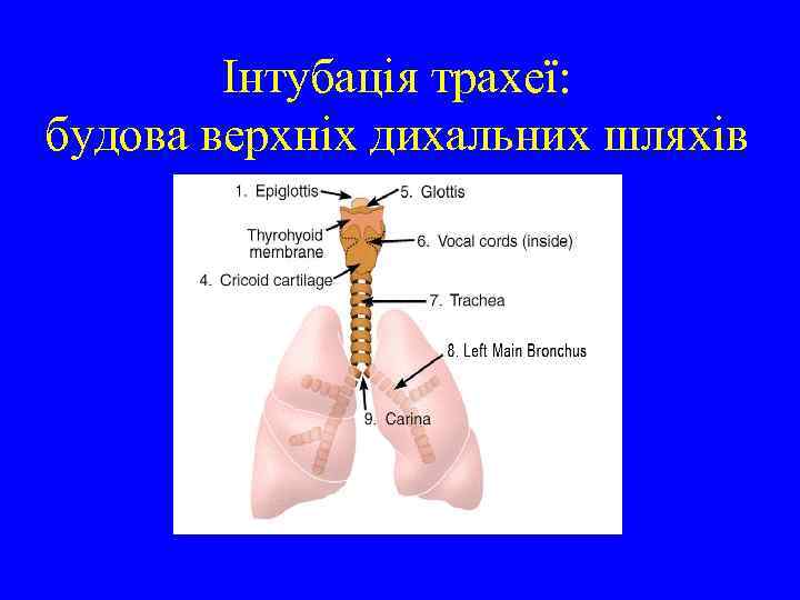 Інтубація трахеї: будова верхніх дихальних шляхів 