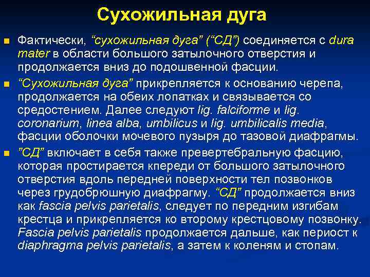 Сухожильная дуга n n n Фактически, “сухожильная дуга” (“СД”) соединяется с dura mater в