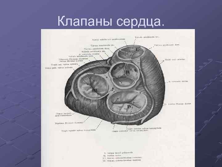 Клапаны сердца. 