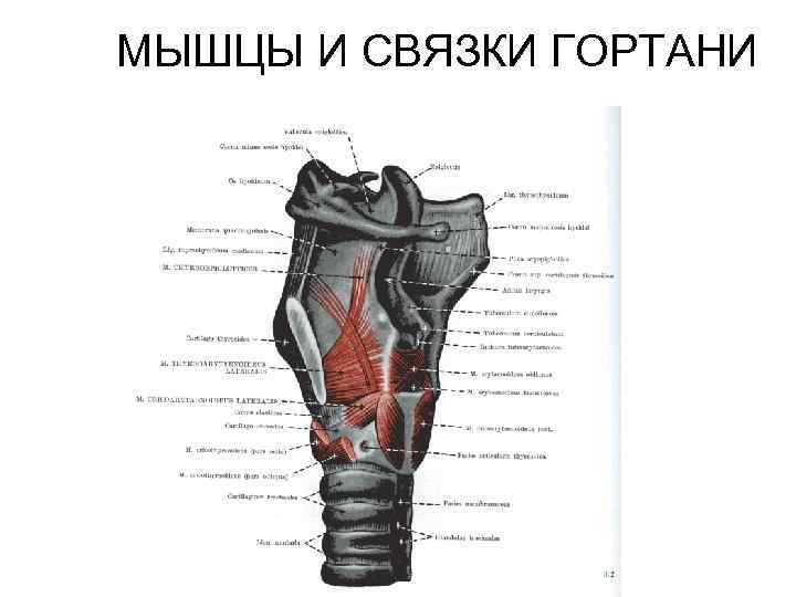 Мышцы гортани. Строение гортани связки и мышцы. Мышцы гортани производные.