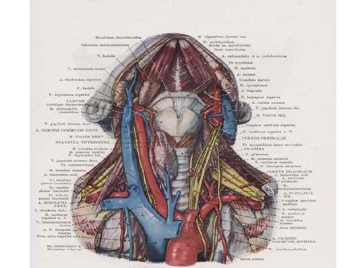 Внутреннее строение шеи. Анатомия шеи. Анатомия шеи спереди органы.