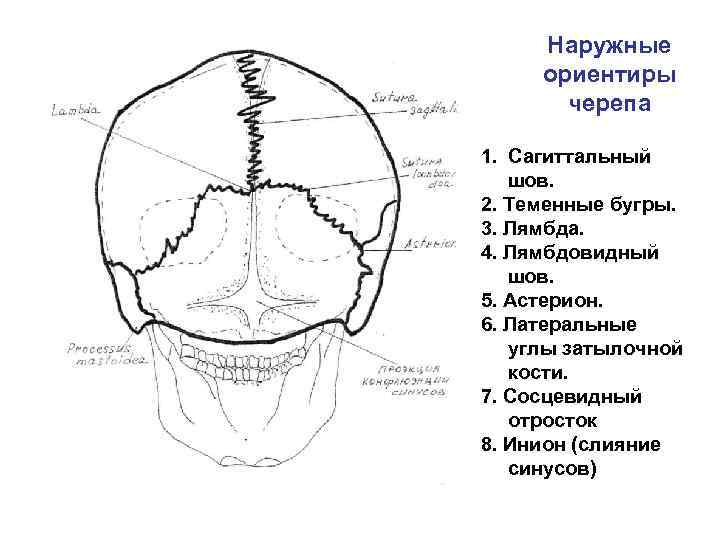 За что отвечают части мозга человека схема черепа