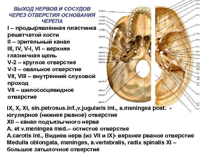 Выходы нервов