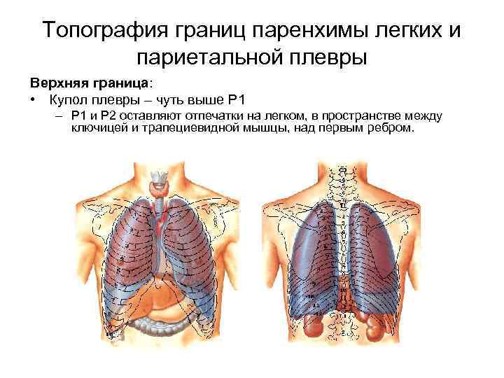 Топография границ паренхимы легких и париетальной плевры Верхняя граница: • Купол плевры – чуть
