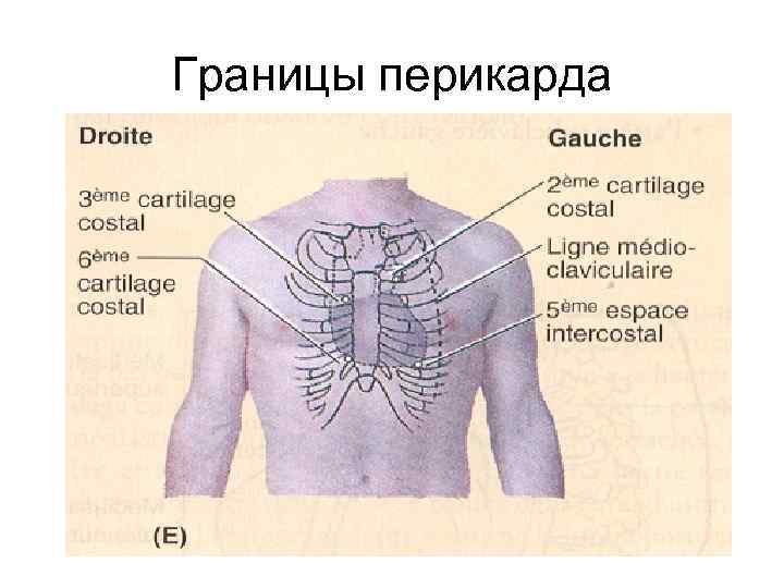 Границы перикарда 