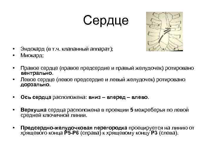 Сердце • • Эндокард (в т. ч. клапанный аппарат); Миокард; • Правое сердце (правое