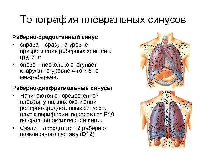 Топография плевральных синусов Реберно-средостенный синус • справа – сразу на уровне прикрепления реберных хрящей