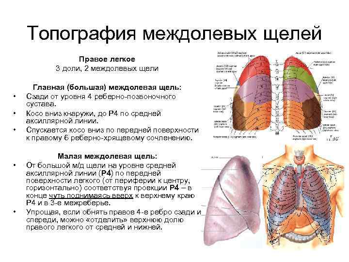 Топография междолевых щелей Правое легкое 3 доли, 2 междолевых щели • • • Главная