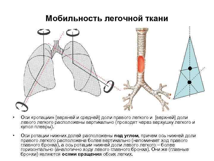 Мобильность легочной ткани • Оси «ротации» [верхней и средней] доли правого легкого и [верхней]