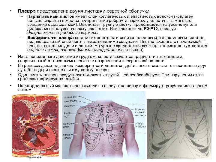 Подвижность грудной клетки