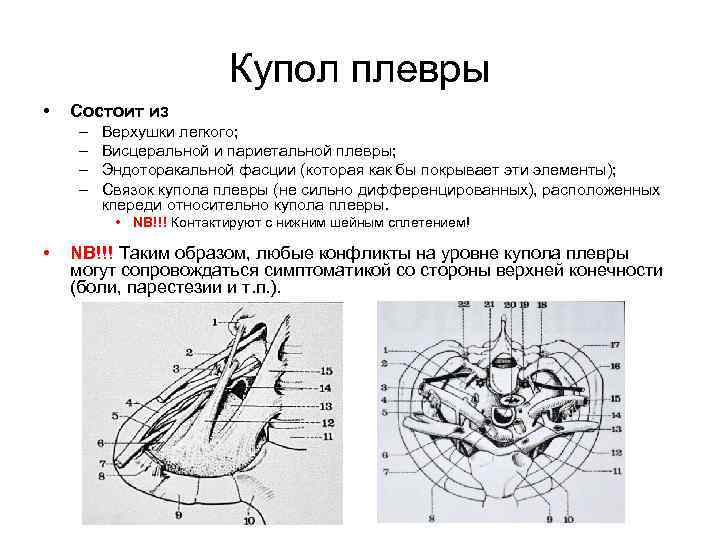 Купол плевры • Состоит из – – Верхушки легкого; Висцеральной и париетальной плевры; Эндоторакальной