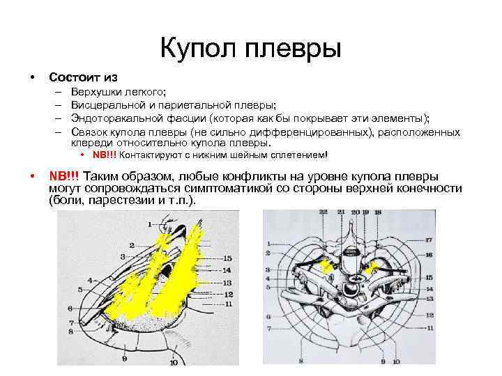 Зоны легкого