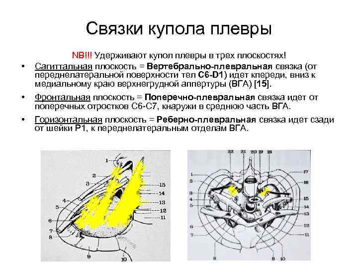 Связки купола плевры • NB!!! Удерживают купол плевры в трех плоскостях! Сагиттальная плоскость =
