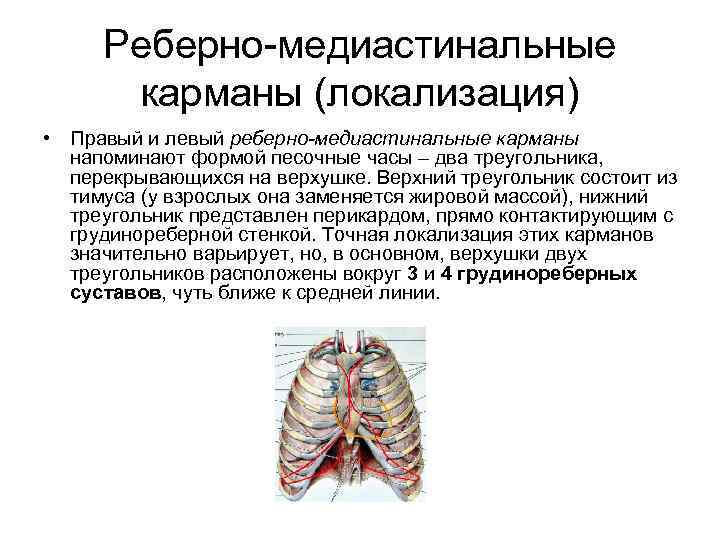 Реберно-медиастинальные карманы (локализация) • Правый и левый реберно-медиастинальные карманы напоминают формой песочные часы –