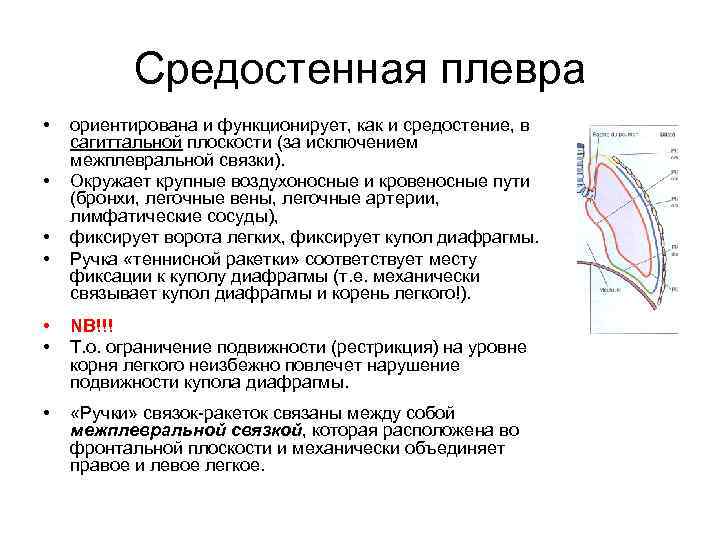 Средостенная плевра • • ориентирована и функционирует, как и средостение, в сагиттальной плоскости (за