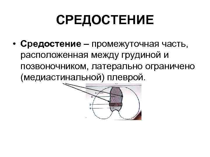 СРЕДОСТЕНИЕ • Средостение – промежуточная часть, расположенная между грудиной и позвоночником, латерально ограничено (медиастинальной)