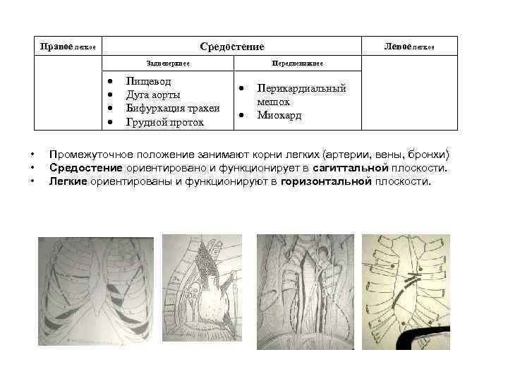 Средостение Правое легкое Задневерхнее • • • Пищевод Дуга аорты Бифуркация трахеи Грудной проток