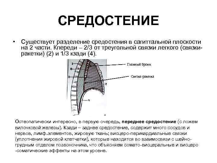 СРЕДОСТЕНИЕ • Существует разделение средостения в сагиттальной плоскости на 2 части. Кпереди – 2/3