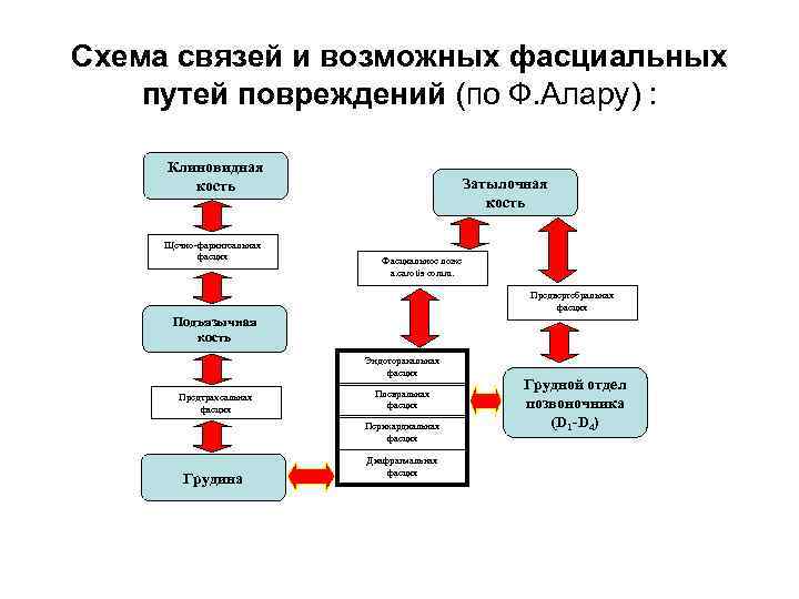 Схема связей и возможных фасциальных путей повреждений (по Ф. Алару) : Клиновидная кость Щечно-фарингеальная