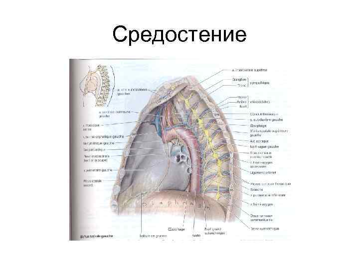 Средостение 