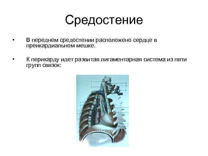 Средостение • В переднем средостении расположено сердце в преикардиальном мешке. • К перикарду идет