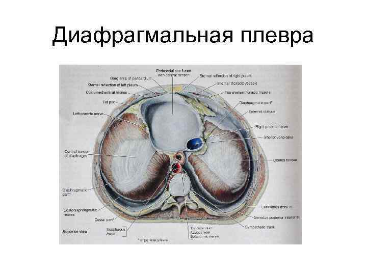 Диафрагмальная плевра 
