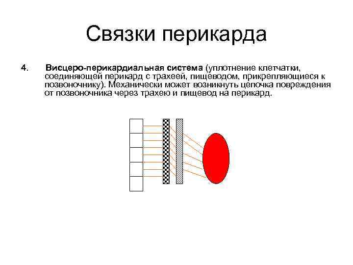 Связки перикарда 4. Висцеро-перикардиальная система (уплотнение клетчатки, соединяющей перикард с трахеей, пищеводом, прикрепляющиеся к