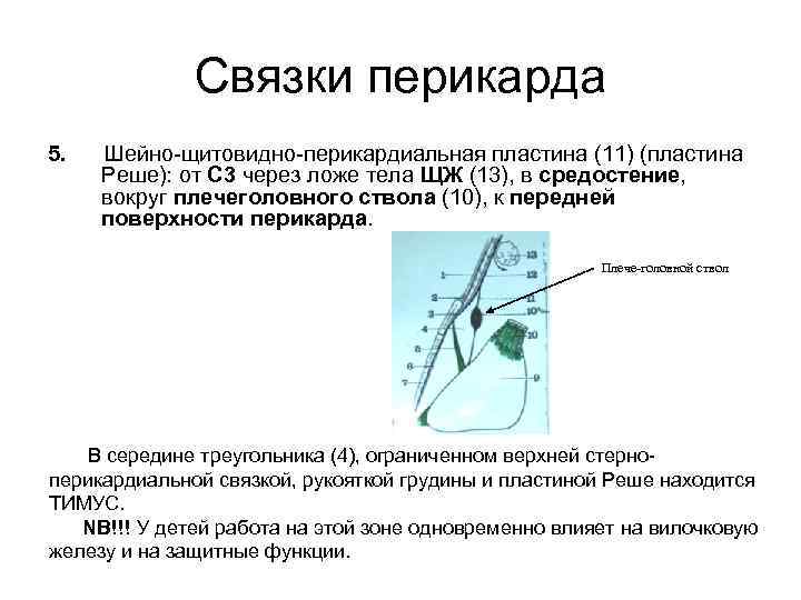 Связки перикарда 5. Шейно-щитовидно-перикардиальная пластина (11) (пластина Реше): от С 3 через ложе тела