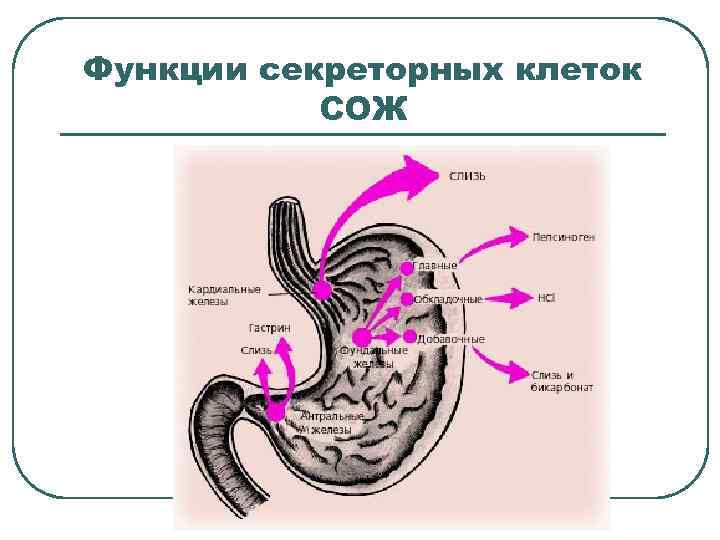 Функции секреторных клеток СОЖ 