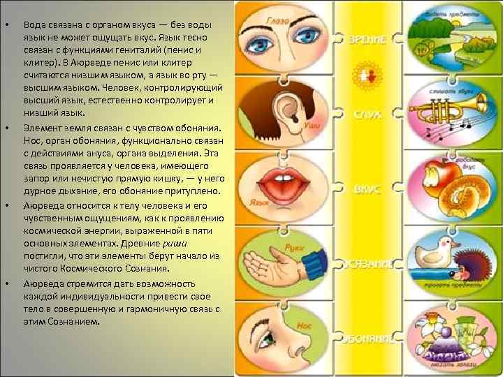  • • Вода связана с органом вкуса — без воды язык не может