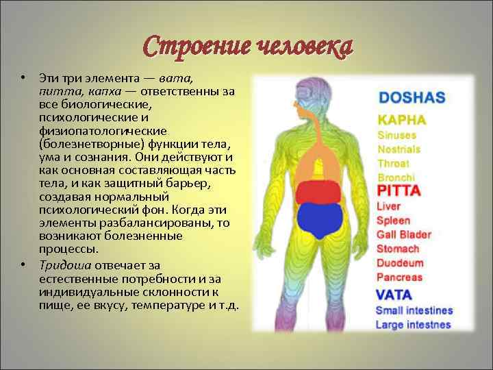 Строение человека • Эти три элемента — вата, питта, капха — ответственны за все
