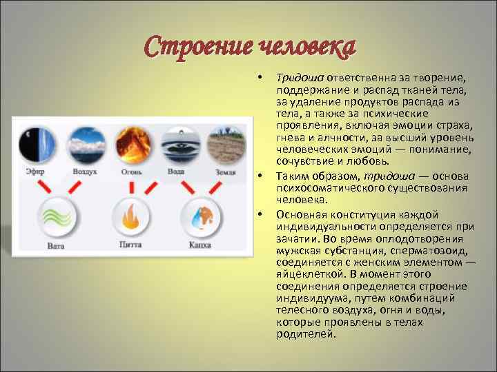 Строение человека • • • Тридоша ответственна за творение, поддержание и распад тканей тела,