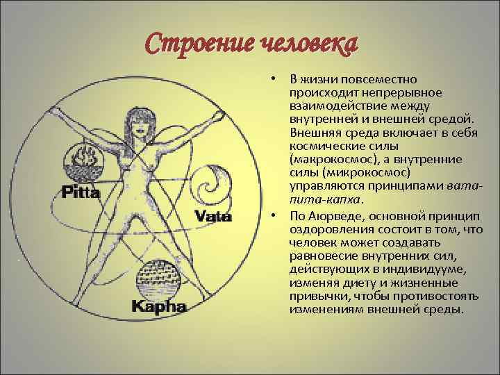 Строение человека • В жизни повсеместно происходит непрерывное взаимодействие между внутренней и внешней средой.