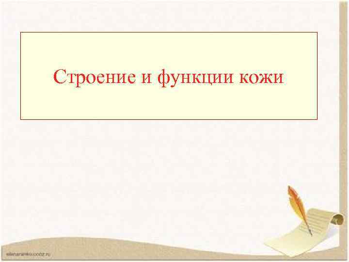 Строение и функции кожи 