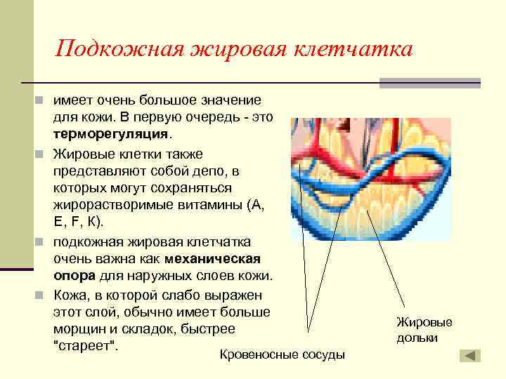 Подкожная жировая клетчатка n имеет очень большое значение для кожи. В первую очередь -