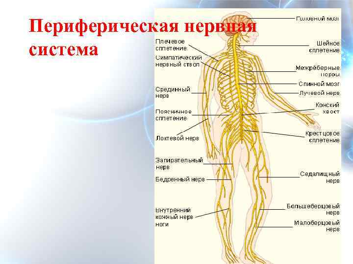 Центр периферическая нервной системы