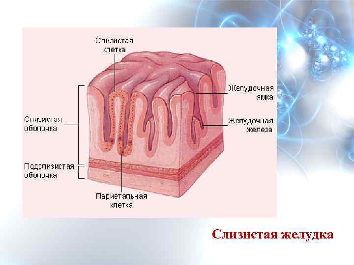 Слизистая желудка состоит. Слизистая желудка физиология. Какими клетками представлена слизистая желудка. Растения для слизистой желудка. Покров слизистой желудка это ткань.