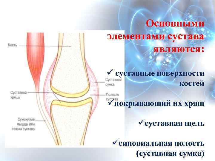 Полость сустава