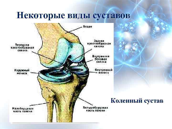 Коленный сустав строение фото с описанием анатомия