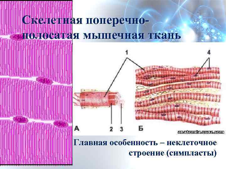 Строение поперечно полосатой мышечной ткани. Симпласт поперечно-полосатое мышечное волокно. Поперечно полосатая мышечная ткань Симпласт. Симпласты мышечной ткани гистология. Симпласт Скелетная мышечная ткань языка.