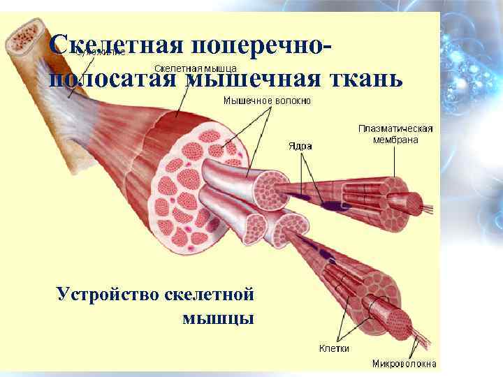 Мышечная ткань скелетные мышцы. Строение поперечно полосатого мышечного волокна. Скелетная мышечная ткань строение. Строение поперечно полосатой мышечной ткани. Поперечно полосатая Скелетная ткань строение.