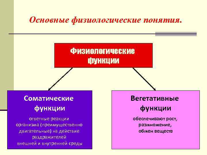 Основные физиологические понятия. Физиологические функции Соматические функции Вегетативные функции ответные реакции организма (преимущественно двигательные)